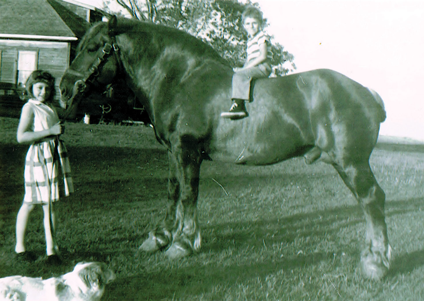 Above: Delvin riding a Belgium at age 4.<br />